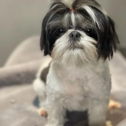 Ethel - Blue and white Shih Tzu puppy in Calimesa, California from Little Mountain’s Shih Tzus