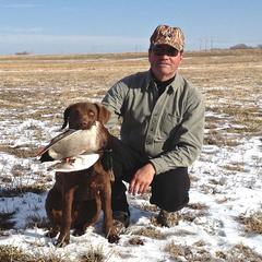 Lenny - Chesapeake Bay Retriever
