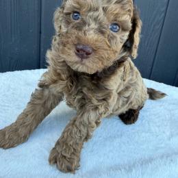 Blue Large brown merle - Merle male Goldendoodle puppy in Rush, New York from Care Bear Puppies