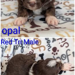 Opal - Red tri-color male Australian Shepherd puppy in Squaw Valley, California from A&M Australian Shepherds