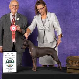 American Hairless Terriers and Pembroke Welsh Corgis from Flipside