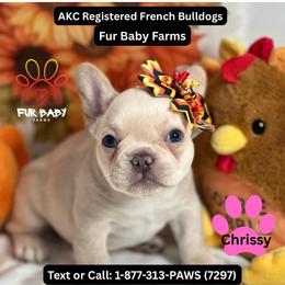 Chrissy - White female French Bulldog puppy in Michigan from Fur Baby Farms