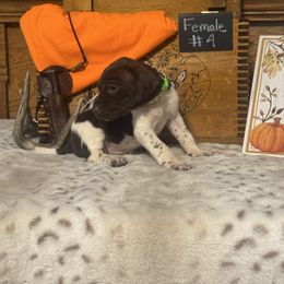 Female 4 - White and liver female German Shorthaired Pointer puppy in Kathleen, Florida from Alex Yates GSP's