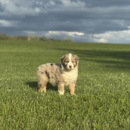 Frito - Red merle male Australian Shepherd puppy in Argyle, Iowa from Country Time Kennels