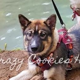 Siberian Husky Puppies from Crazy Cookies Huskies