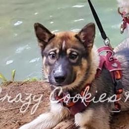 Siberian Husky Puppies from Crazy Cookies Huskies