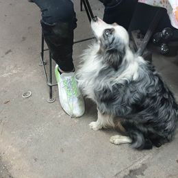 Trig - Toy Australian Shepherd