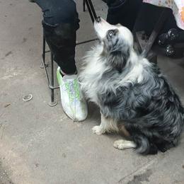 Trig - Toy Australian Shepherd