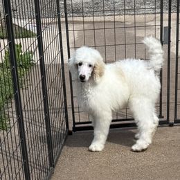 Girl 3 - Parti Poodle puppy in Copperas Cove, Texas from Poodles of Valor