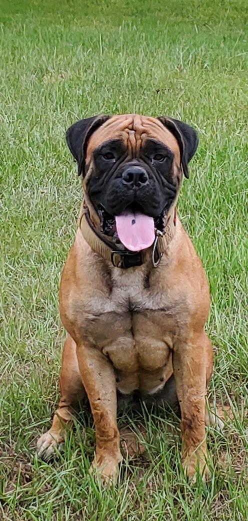 Red - Bullmastiff