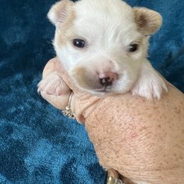 Papillon Puppies from WayMaker Papillons