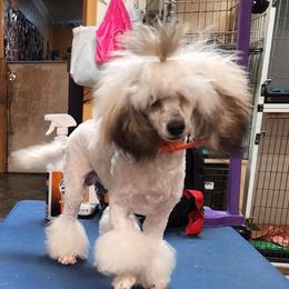 Astro - Poodle