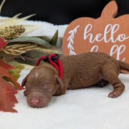 Boy 3 - male Poodle puppy in Midland, North Carolina from Alger Farm, LLC