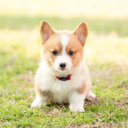 Red collar - Hammy - Red male Pembroke Welsh Corgi puppy in Waverly Hall, Georgia from 6g Ranch Corgis