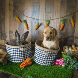 Labrador Retriever Puppies from Prince Labradors