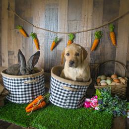 Labrador Retriever Puppies from Prince Labradors