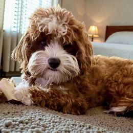 Blossom - Cavapoo