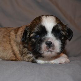 Shih Tzu Puppies from Moore Shih Tzus
