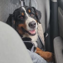 Bernese Mountain Dog and Golden Retriever All Grown Up from Gold Point Pups