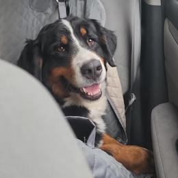 Bernese Mountain Dog and Golden Retriever All Grown Up from Gold Point Pups