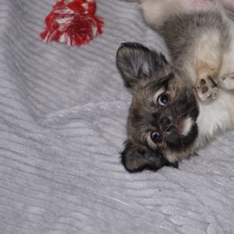 Chihuahua Puppies from Life of Riley's AKC Chihuahuas