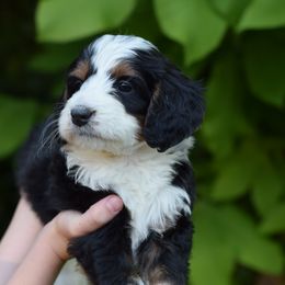 Bernedoodles and Cavapoos from Rocky River Cavapoos