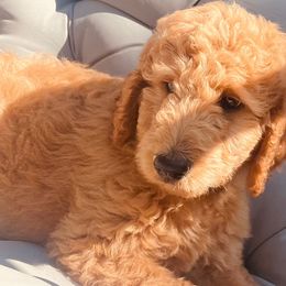 Goldendoodles from Kim’s Doodles