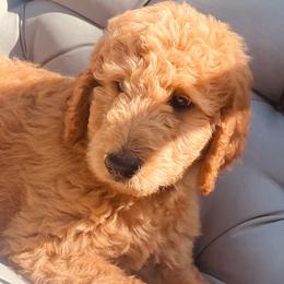 Goldendoodles from Kim’s Doodles