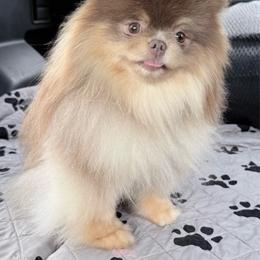 Dmitri - Lavender male Pomeranian puppy in Coleman, Oklahoma from Pretty Poms