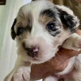 Girl 2 - Blue merle female Miniature American Shepherd puppy in Oak Hill, West Virginia from New River Gorgeous Puppies