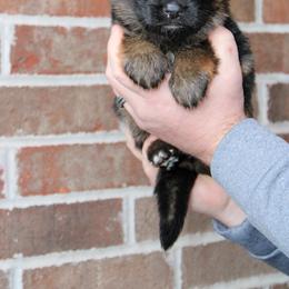 Boy 3 - Black and red male German Shepherd puppy in Mount Vernon, Missouri from German Haus German Shepherds LLC