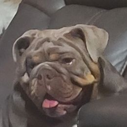Stella - Bulldog