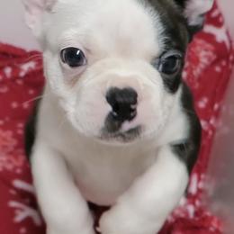 Biscuit - Black and white male Boston Terrier puppy in Powell Butte, Oregon from RVF Boston Terriers