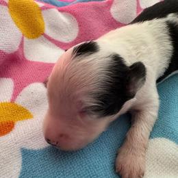 Boy 1 - Black tri-color male Aussiedoodle puppy in Reddick, Florida from Cooper’s Mini Doodles