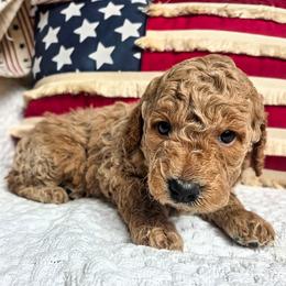 Ceder - Red  male Goldendoodle puppy in Gunnison, Utah from Curls and Camo Pups