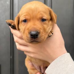 Hyacinth (Whiskey) - Yellow female Labrador Retriever puppy in Great Falls, Montana from Yogo Point Kennels