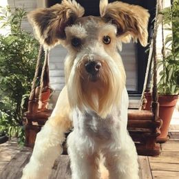 Luna - Miniature Schnauzer