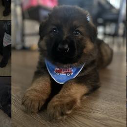 German Shepherd Puppies from Prolific Northwest K9s