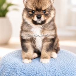 Maye - Wolf sable female Pomsky puppy in Coos Bay, Oregon from Ocean View Pomskies