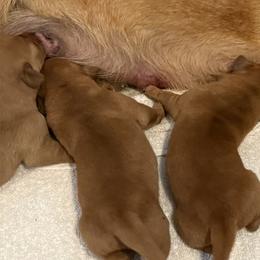 Girl 2 - female Labrador Retriever puppy in Harrison, Arkansas from Brandywine Labradors