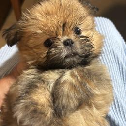 Maverick - Chocolate and tan female Shih Tzu puppy in Punta Gorda, Florida from Staci Fidler
