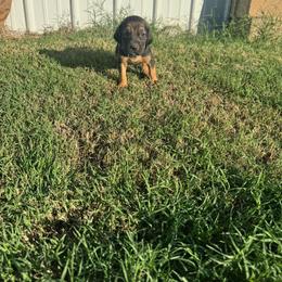 Girl 1 - Black and tan female Bloodhound puppy in Tahlequah, Oklahoma from HNH Hounds