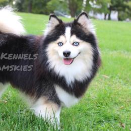 Trippy - Pomsky