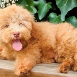 Australian Labradoodles, Cockapoos, Goldendoodles, and Golden Retrievers from Hope Lane Kennels