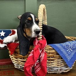 Orange - Black tan and white male Basset Hound puppy in Willcox, Arizona from Out West Bassets