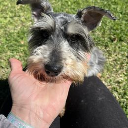 CM - Miniature Schnauzer