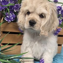Lemon Drop - Buff female Cocker Spaniel puppy in Greers Ferry, Arkansas from Lake Area Cuddly Cockers