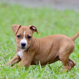 The Independent Companion - Red female American Staffordshire Terrier puppy in St. Augustine, Florida from LBK & Ancient City