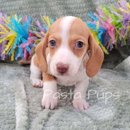 AKC Chorizo - Red male Dachshund puppy in Texarkana, Arkansas from Pasta Pups Miniature Dachshunds