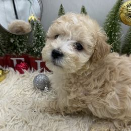 Snoopy - Apricot male Maltipoo puppy in Wayland, New York from Loris Pampered Pooches💕